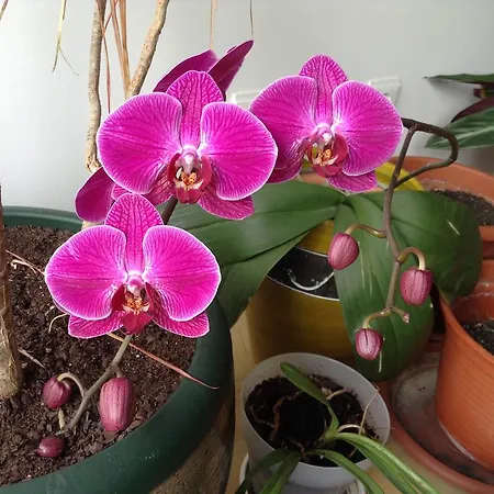 Apartament Airport *